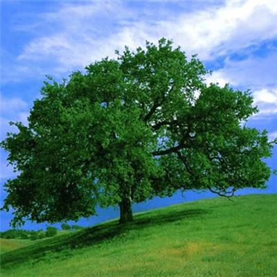 云开·全站APPkaiyun官网